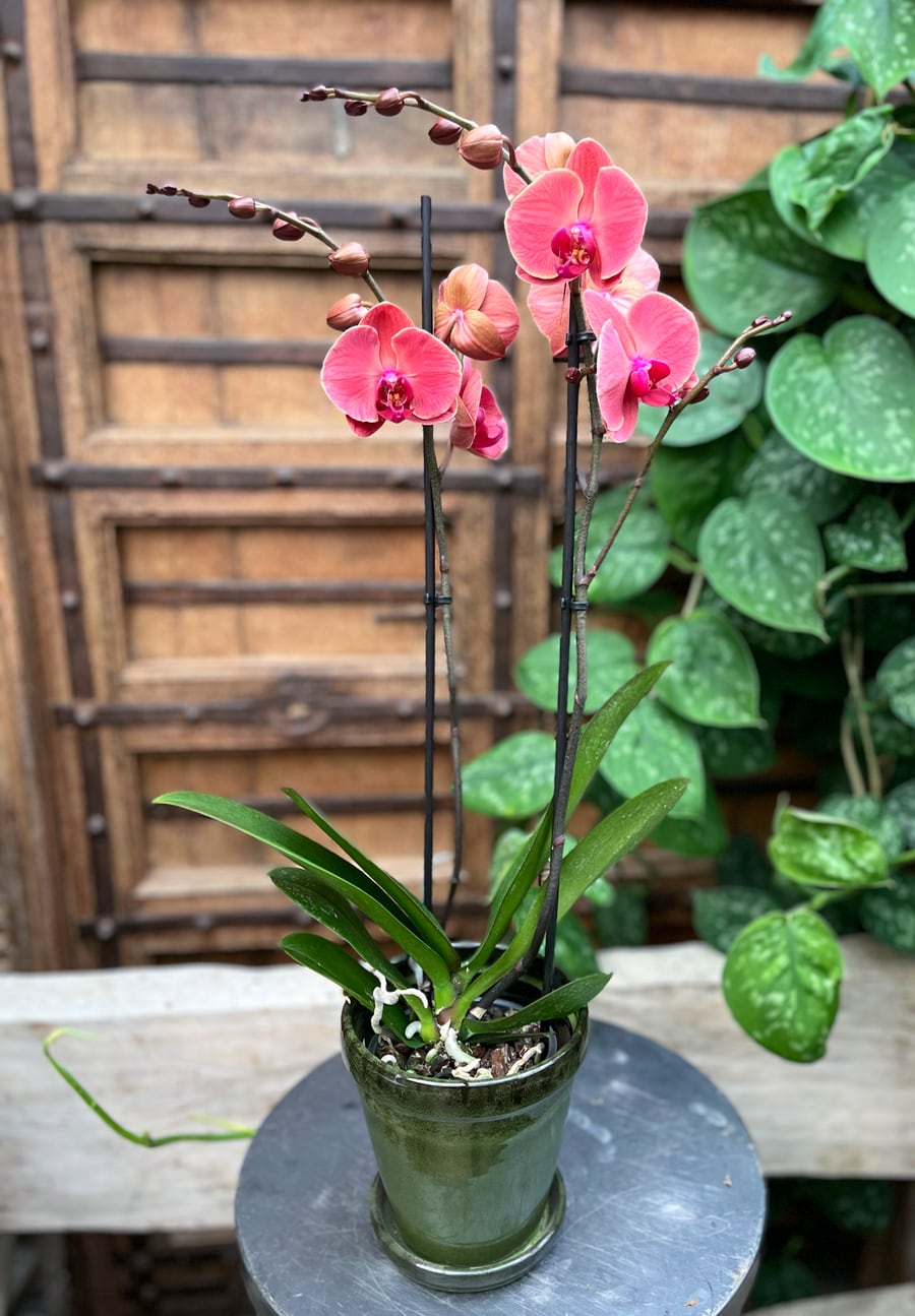 Phalaenopsis Asian Coral, 2 stänglar