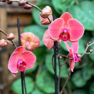 Phalaenopsis Asian Coral, blommor