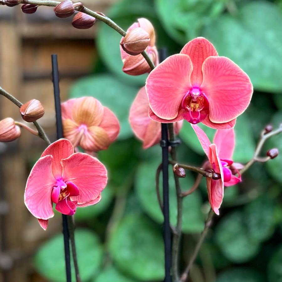 Phalaenopsis Asian Coral, blommor