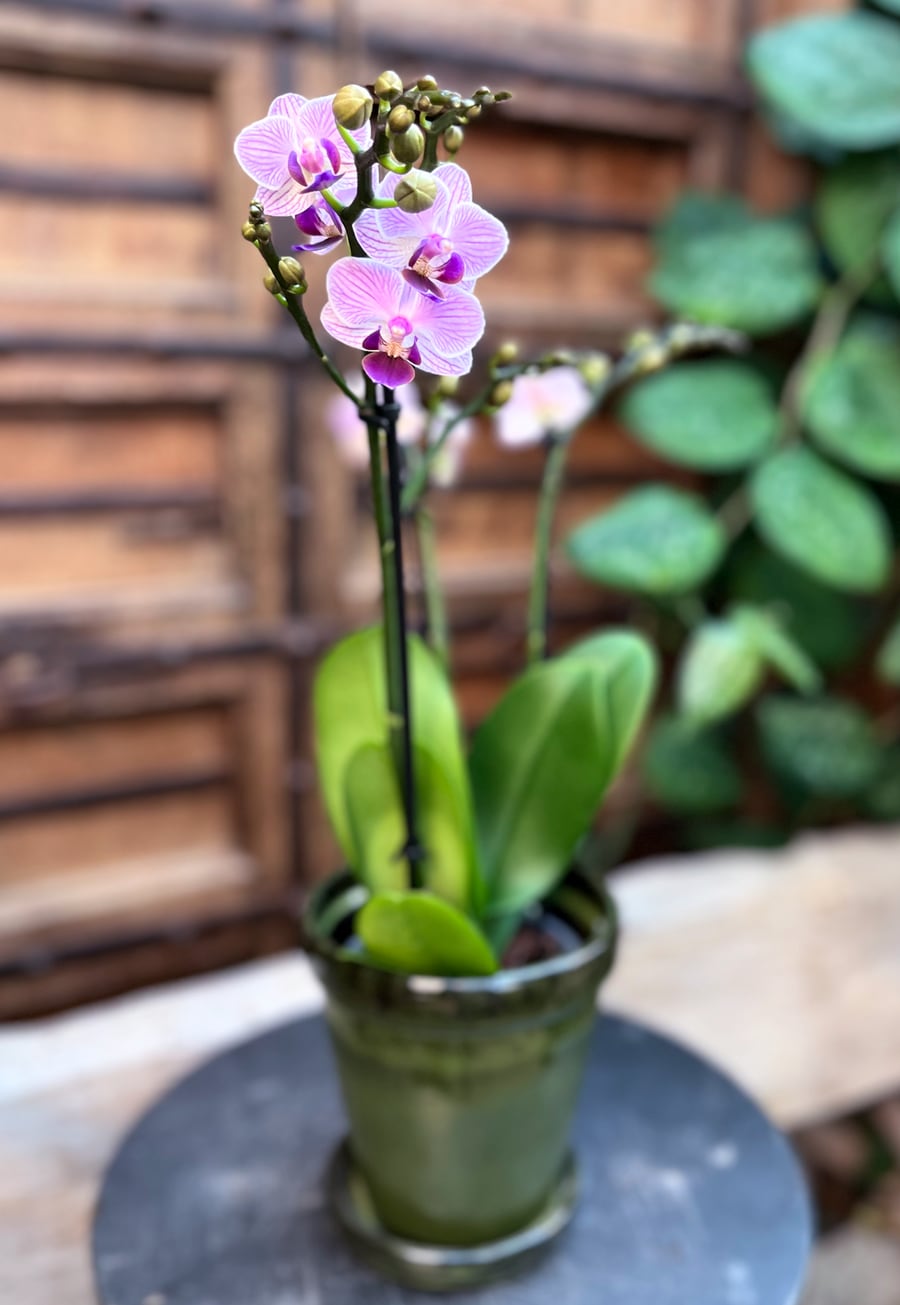 Phalaenopsis Azur, 3 stänglar