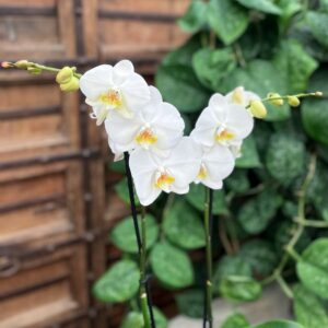 Phalaenopsis Bigflowers White, blommor