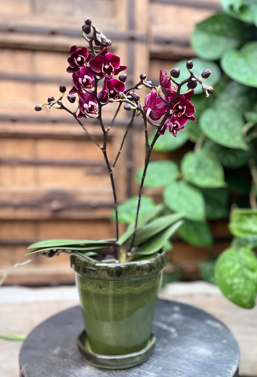 Phalaenopsis Limited 33, blommande planta