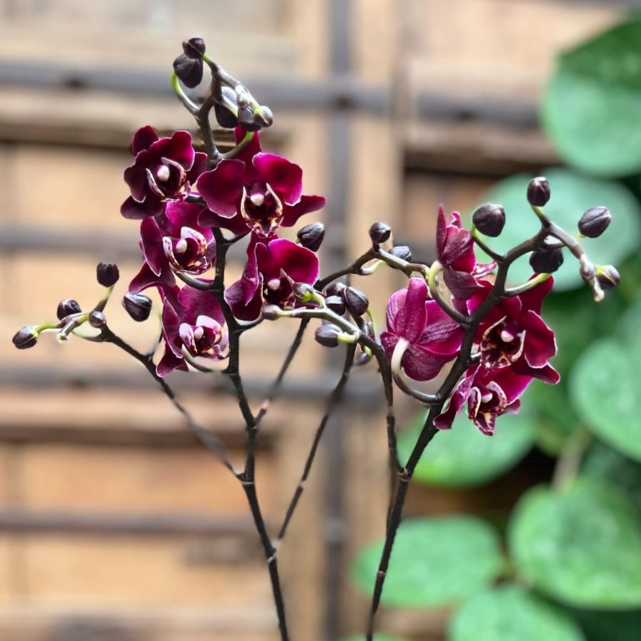 Phalaenopsis Limited 33, blommor