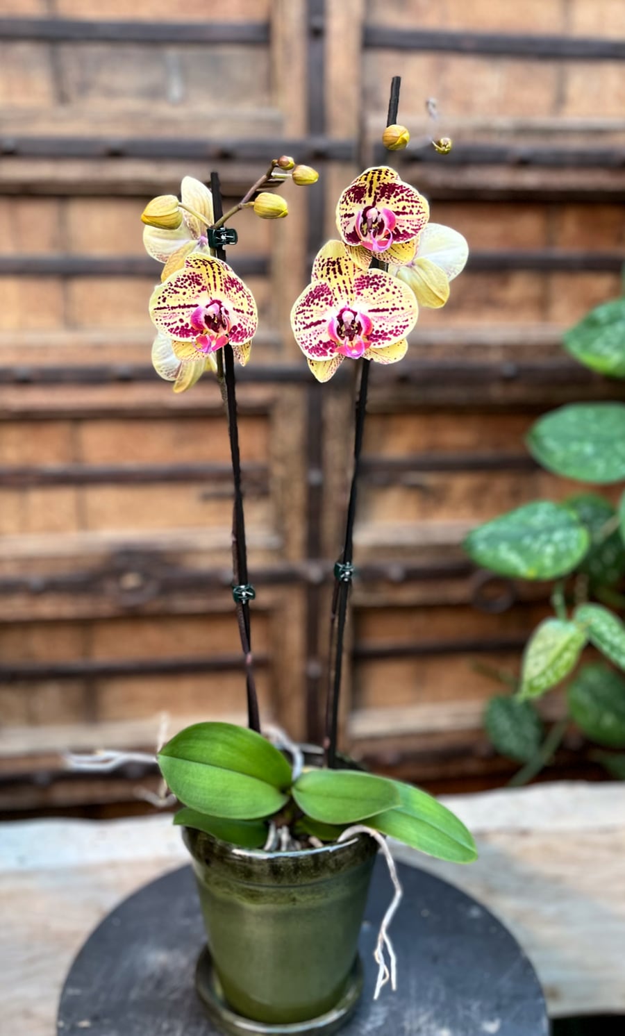 Phalaenopsis Mariola, 2 stänglar