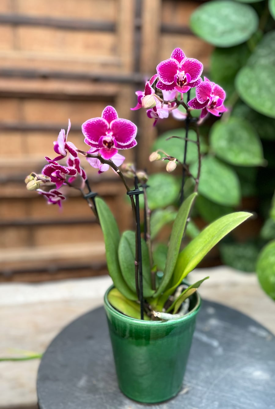 Phalaenopsis Multiflora Hornglin Vicky Magic Leaf, 3 stänglar