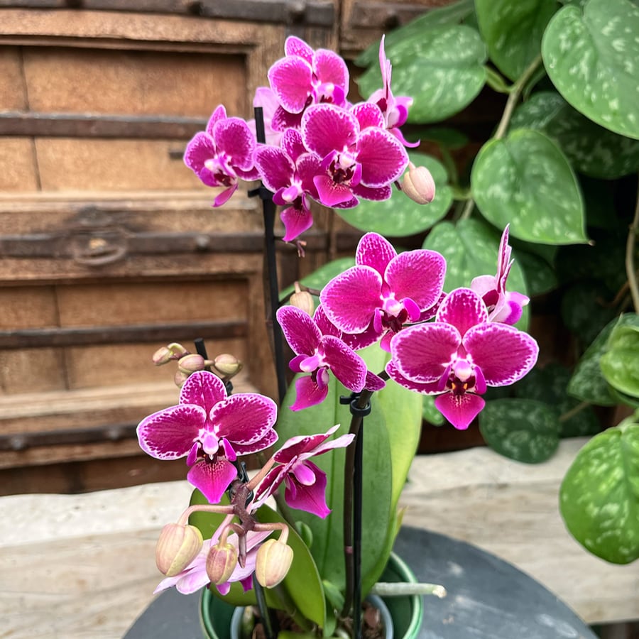 Phalaenopsis Multiflora Hornglin Vicky Magic Leaf, blommor