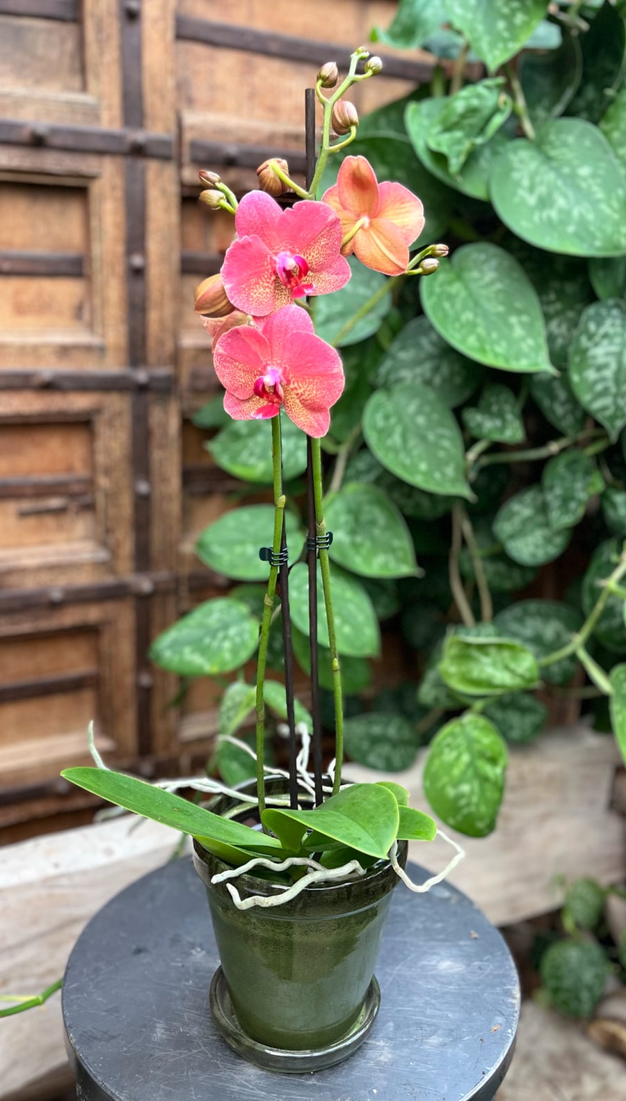 Phalaenopsis Raoul, 2 stänglar