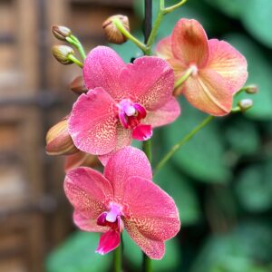 Phalaenopsis Raoul, blommor