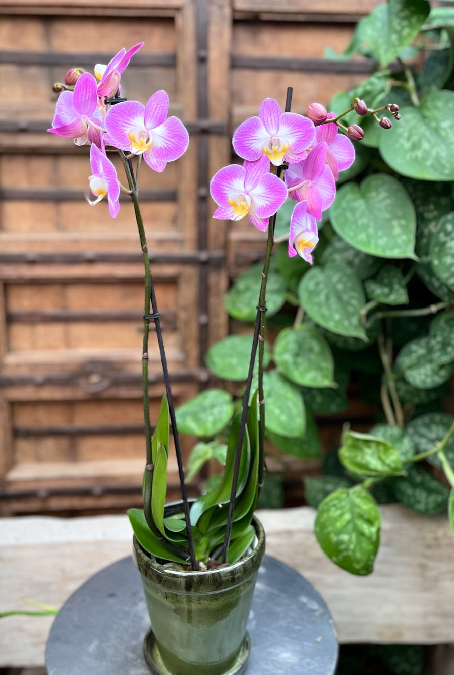 Phalaenopsis Sunca Split, blommande planta 2 stänglar