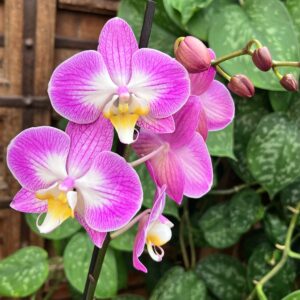 Phalaenopsis Sunca Split, blommor