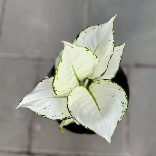 Aglaonema commutatum 'White Joy', blad