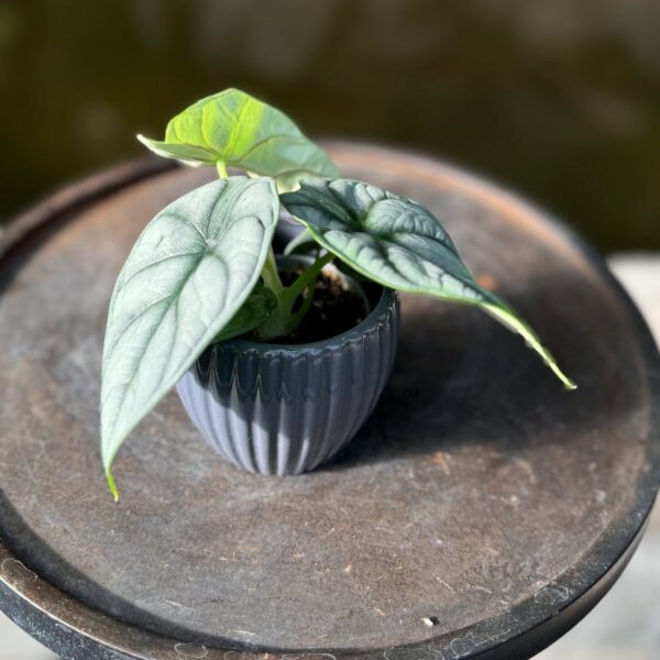 Alocasia baginda 'Silver Dragon', ung planta