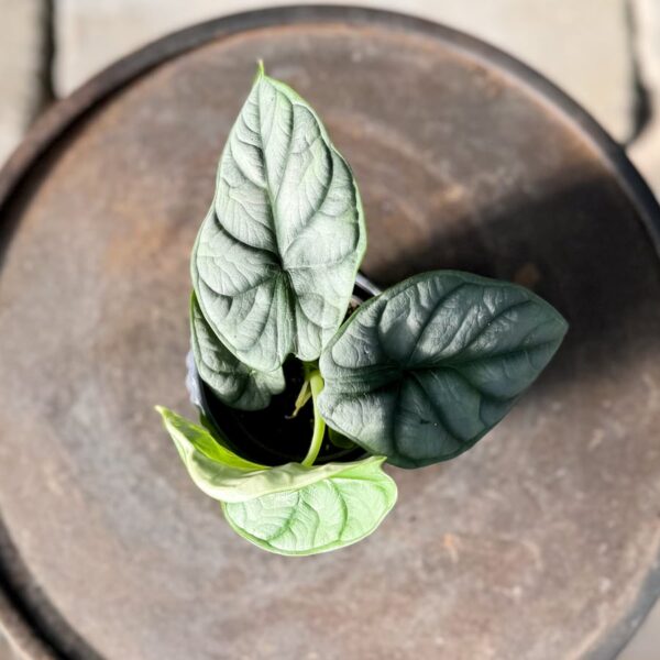 Alocasia baginda 'Silver Dragon', uppifrån