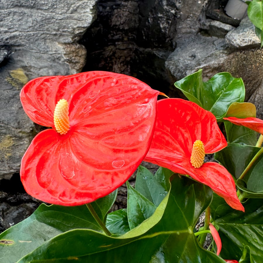 Anthurium andraeanum 'Florida', blommor