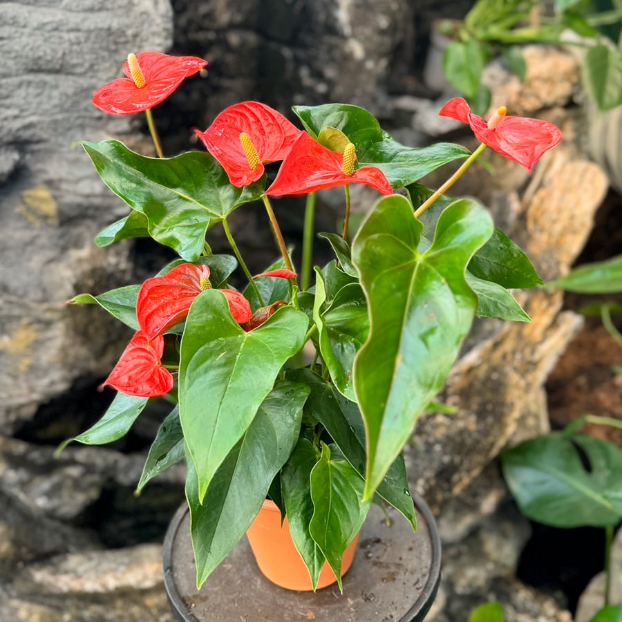 Anthurium andraeanum 'Florida', i blom