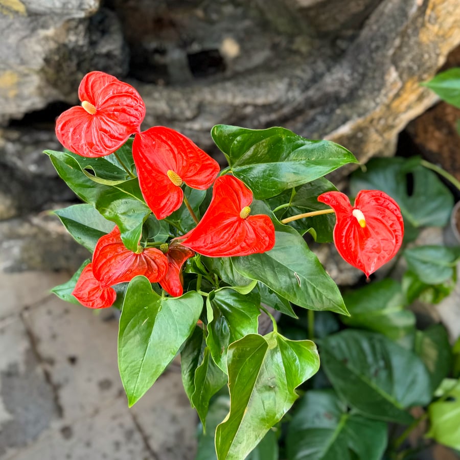 Anthurium andraeanum 'Florida', uppifrån