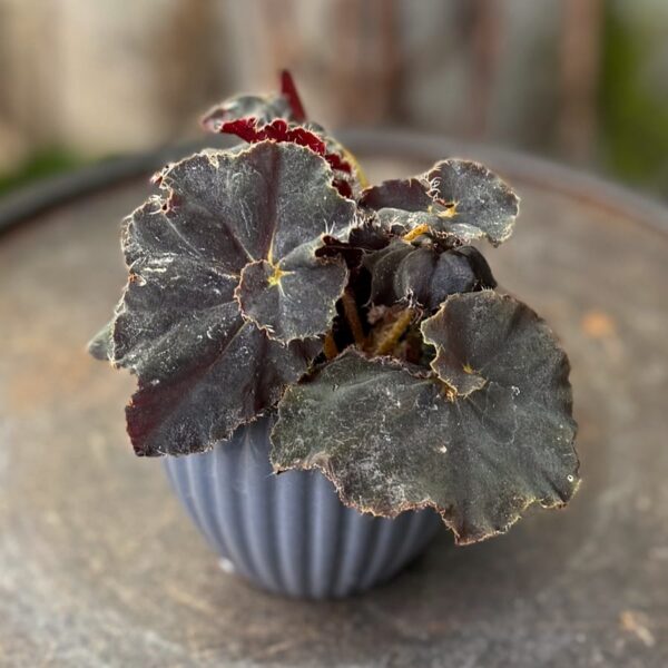 Begonia Rex 'Dark Mambo', ung planta