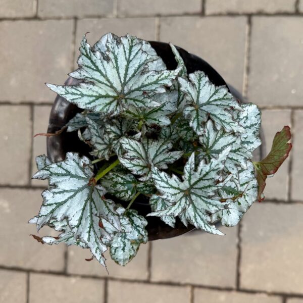 Begonia Spacestar Select Haedi, blad