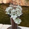 Begonia Spacestar Select Haedi, vuxen planta