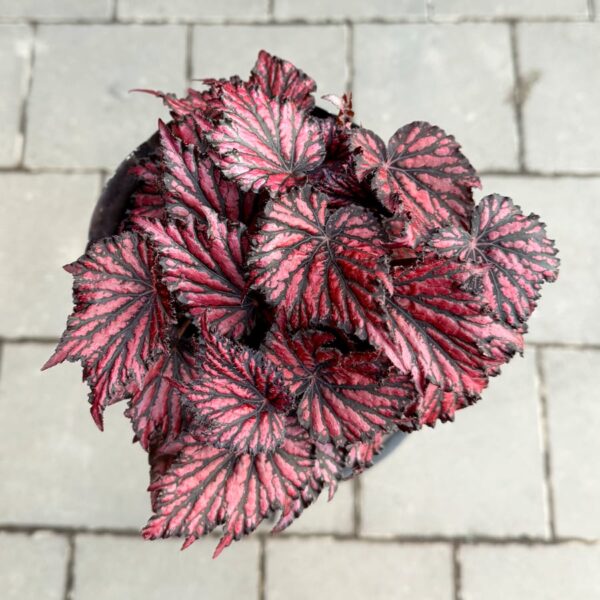 Begonia Spacestars Spectrum Bewitched Red Black, blad