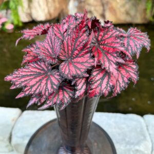 Begonia Spacestars Spectrum Bewitched Red Black, vuxen planta