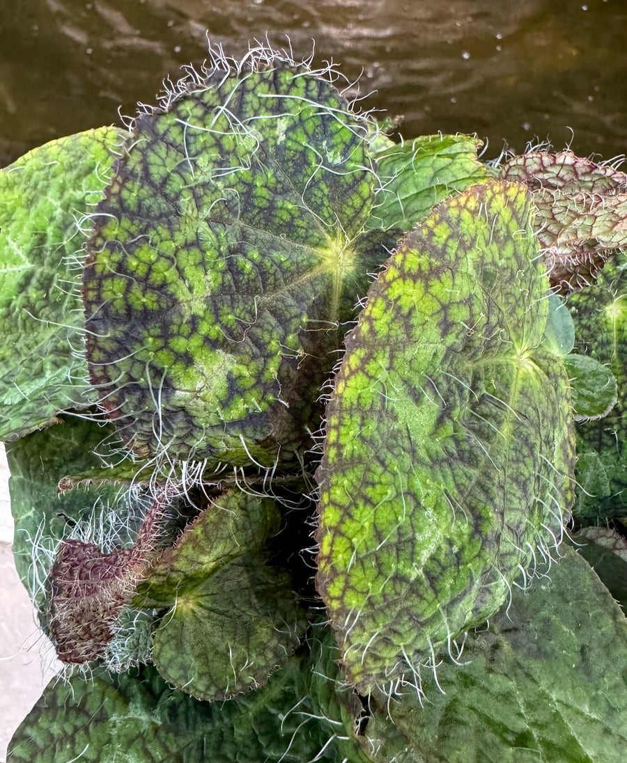 Begonia longiciliata, blad och cilier