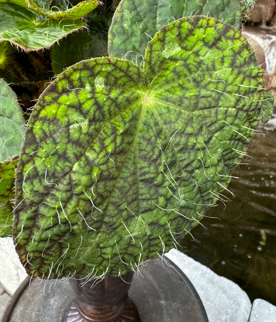 Begonia longiciliata, blad