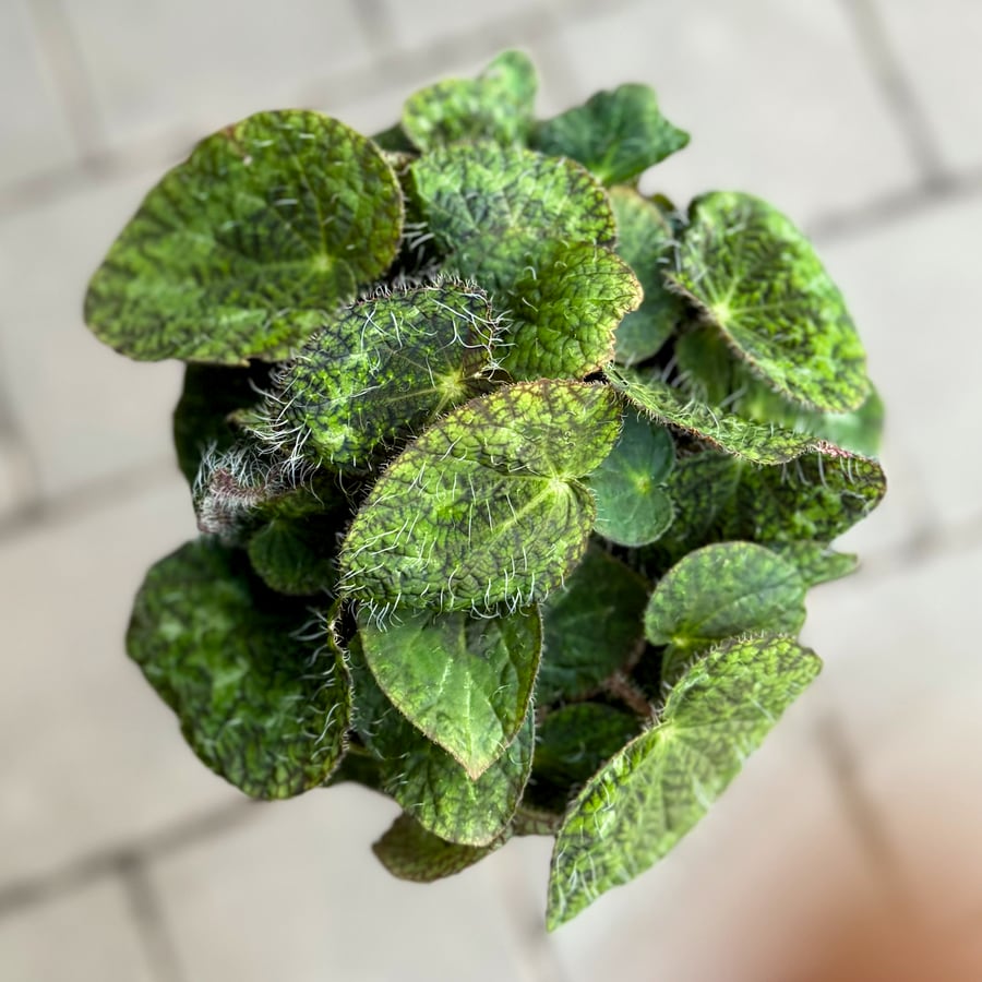 Begonia longiciliata, uppifrån