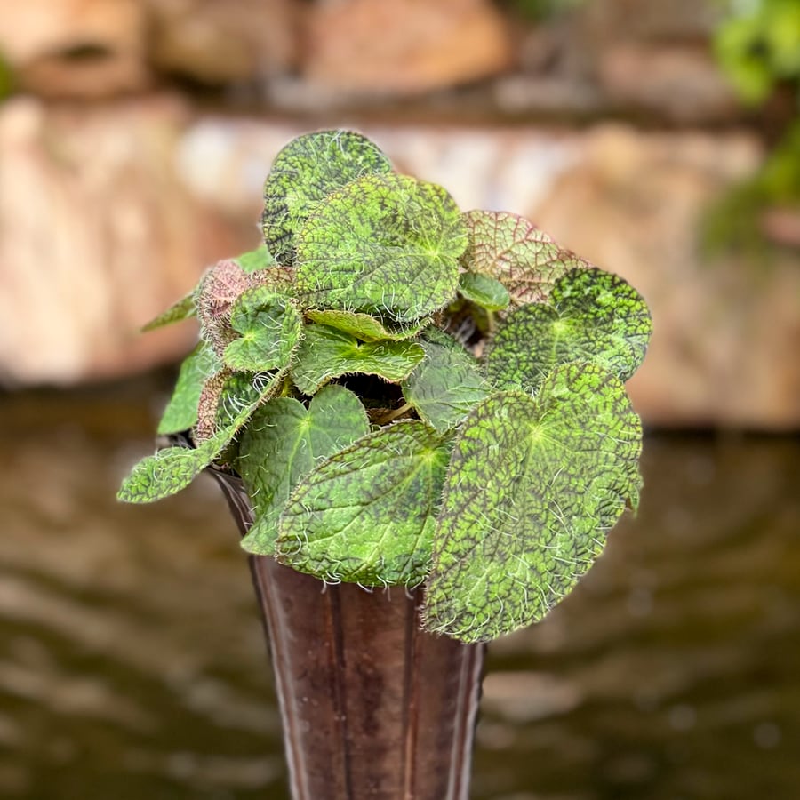 Begonia longiciliata, vuxen planta