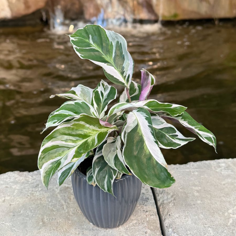 Calathea lietzei 'Fusion White', blad
