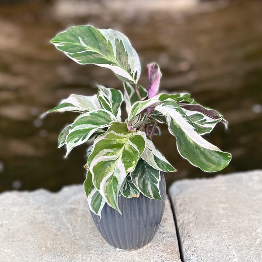 Calathea lietzei 'Fusion White', ung planta