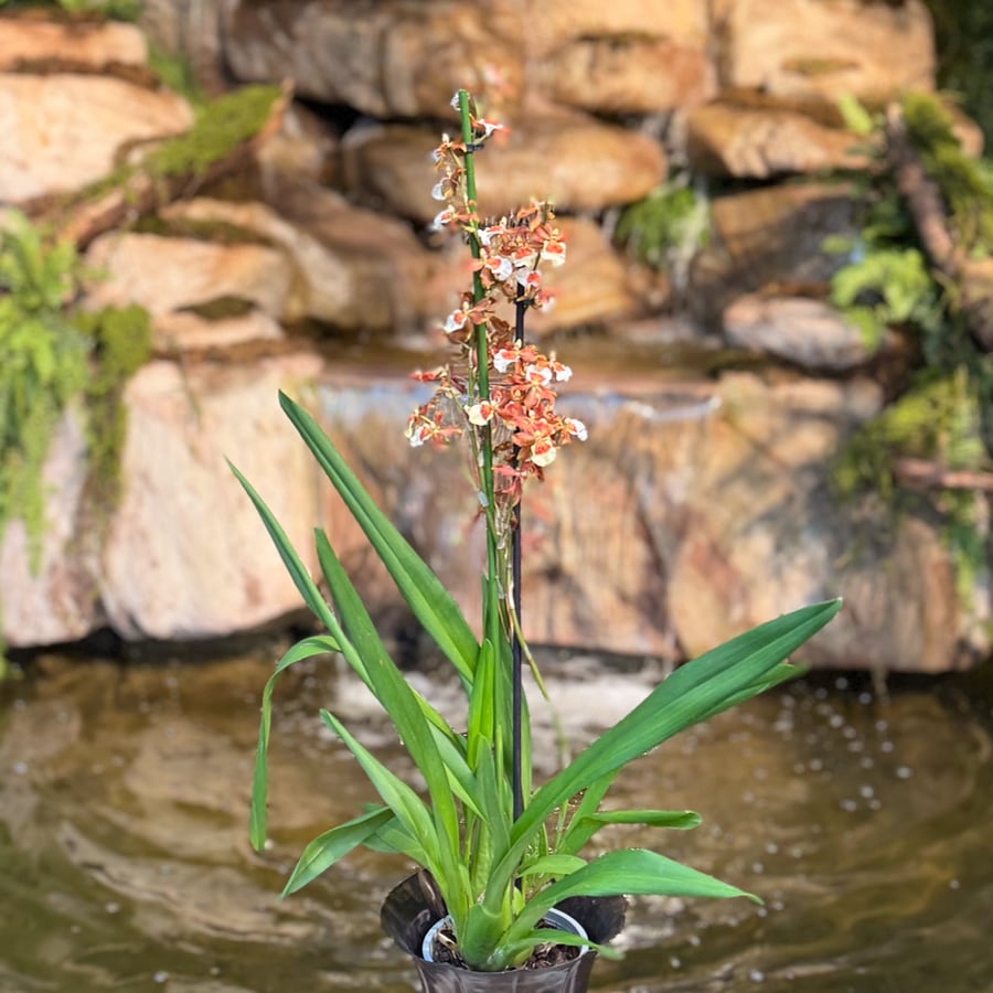 Cambria-hybrid, orange, i blom