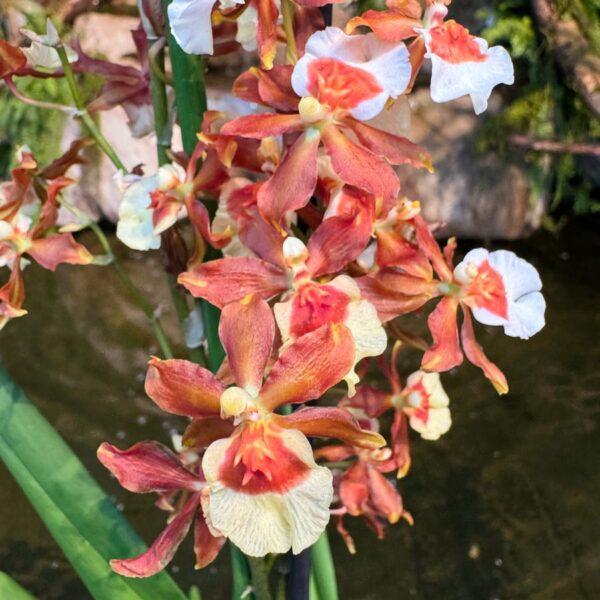 Cambria-hybrid, orange, blommor