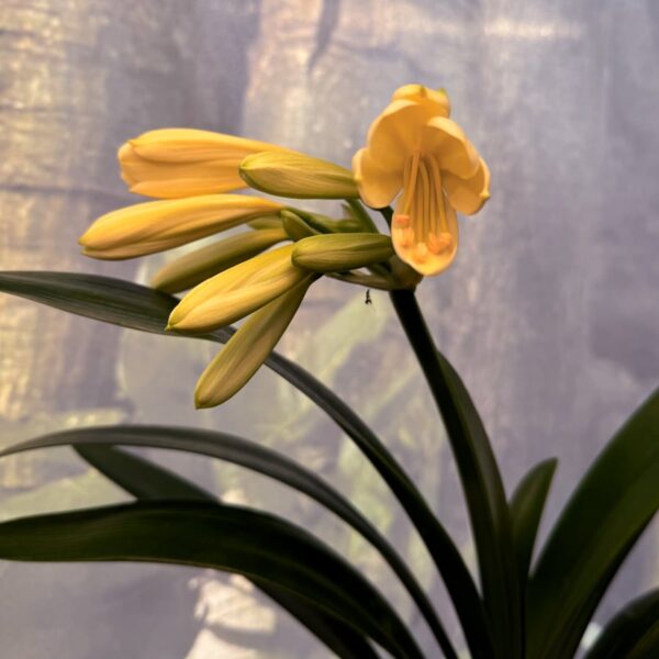 Clivia miniata 'Yellow Star', blommor