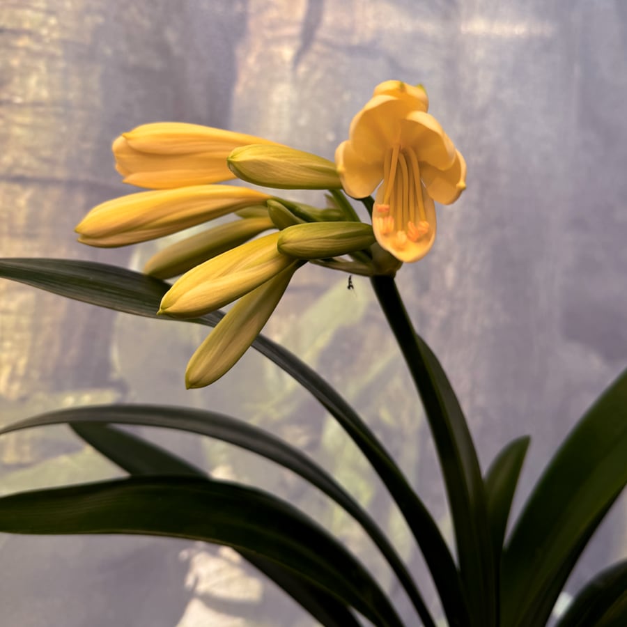 Clivia miniata 'Yellow Star', blommor