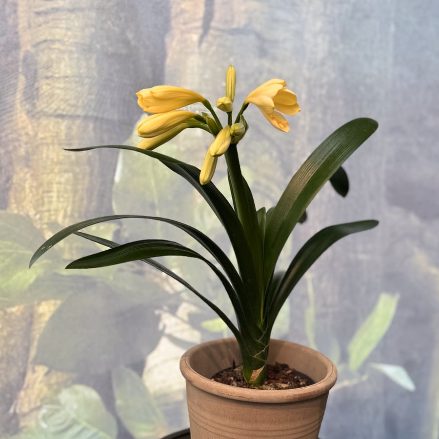 Clivia miniata 'Yellow Star', i blom