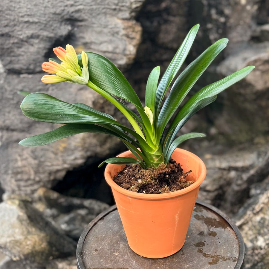 Clivia miniata, i knopp