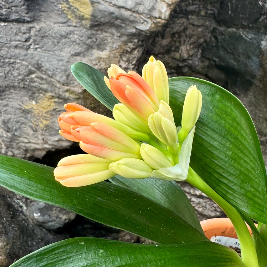 Clivia miniata, knoppar