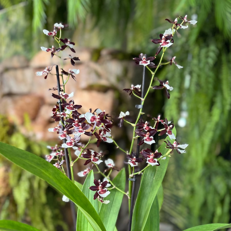 Colmanara Tropic Black, 2 stänglar