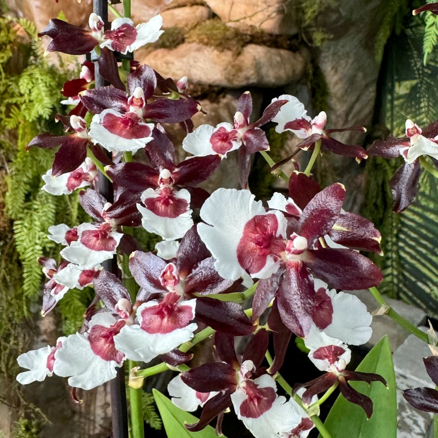 Colmanara Tropic Black, blommor