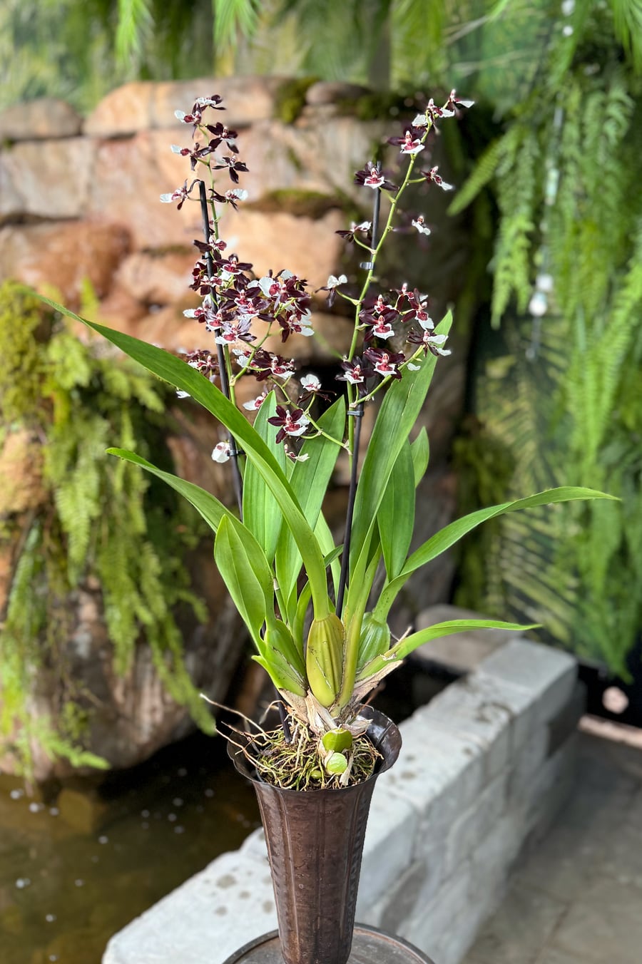 Colmanara Tropic Black, i blom