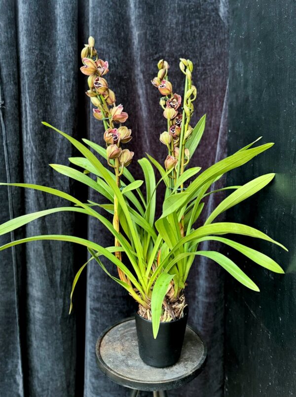 Cymbidium Vogel's Magic, med 3 stänglar