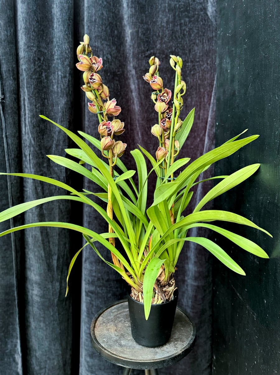 Cymbidium Vogel's Magic, med 3 stänglar