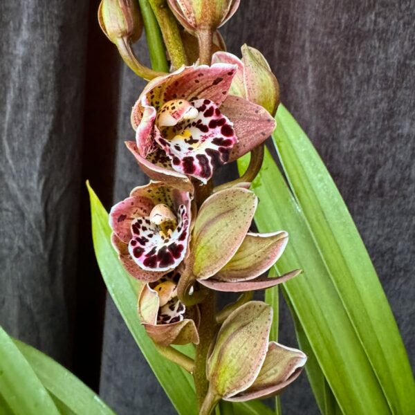 Cymbidium Vogel's Magic, blommor