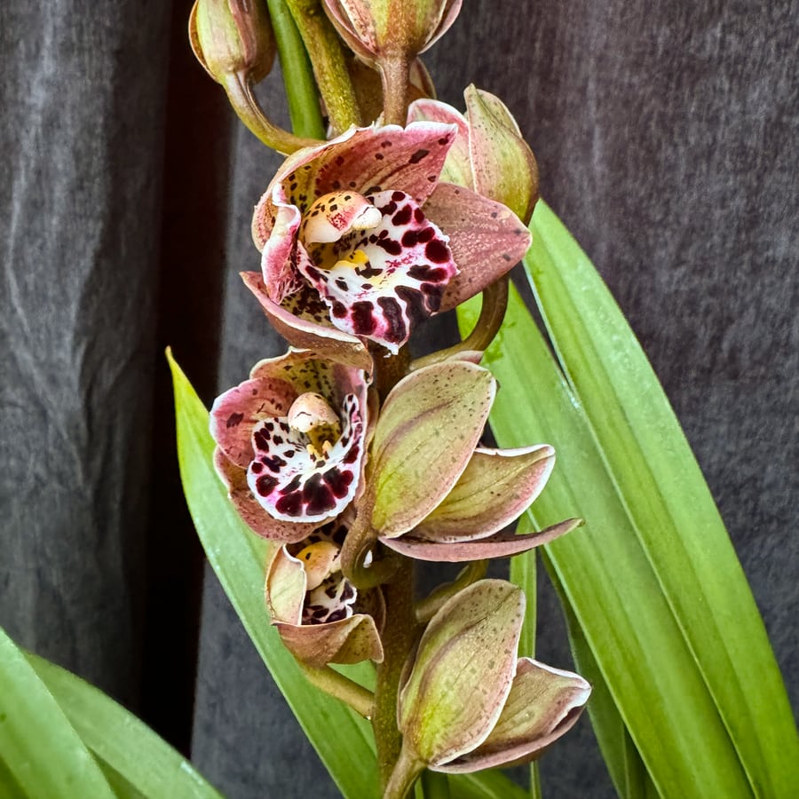 Cymbidium Vogel's Magic, blommor