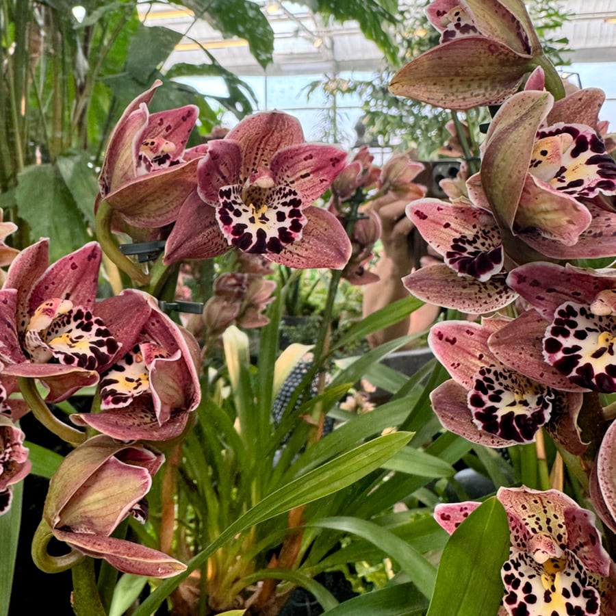 Cymbidium Vogel's Magic, blomstänglar
