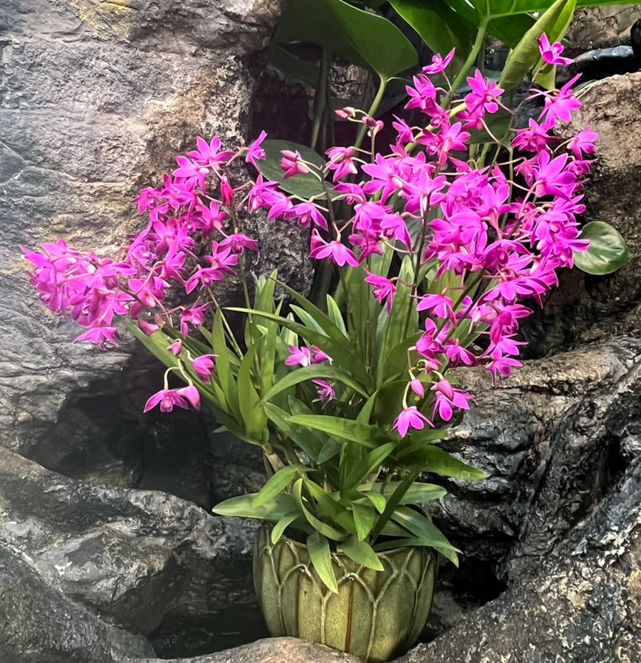 Dendrobium Berry 'Oda', 10 stänglar