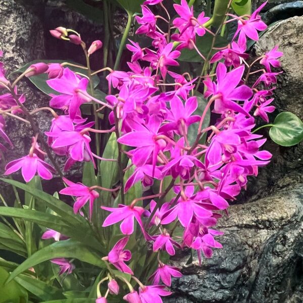Dendrobium Berry 'Oda', blommor