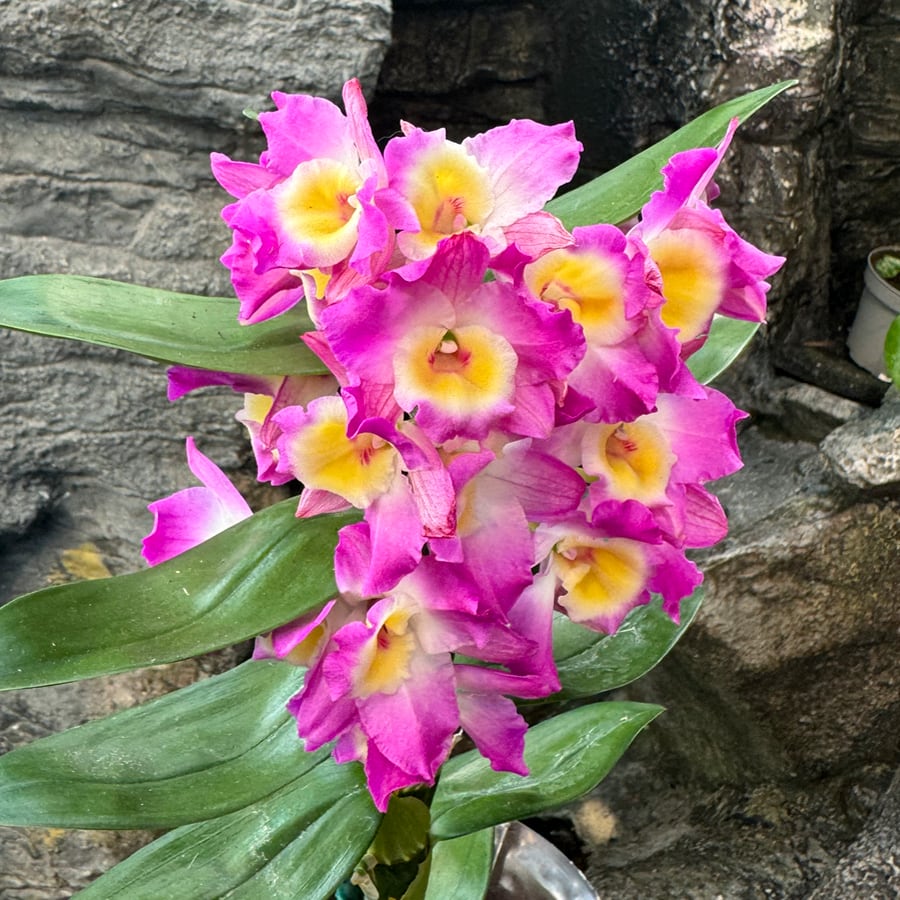 Dendrobium nobile 'Purple Rain', blommor
