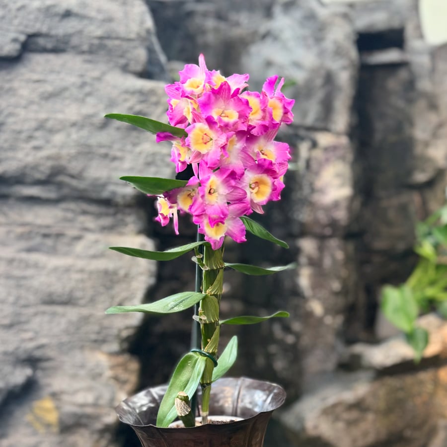 Dendrobium nobile 'Purple Rain', i blom